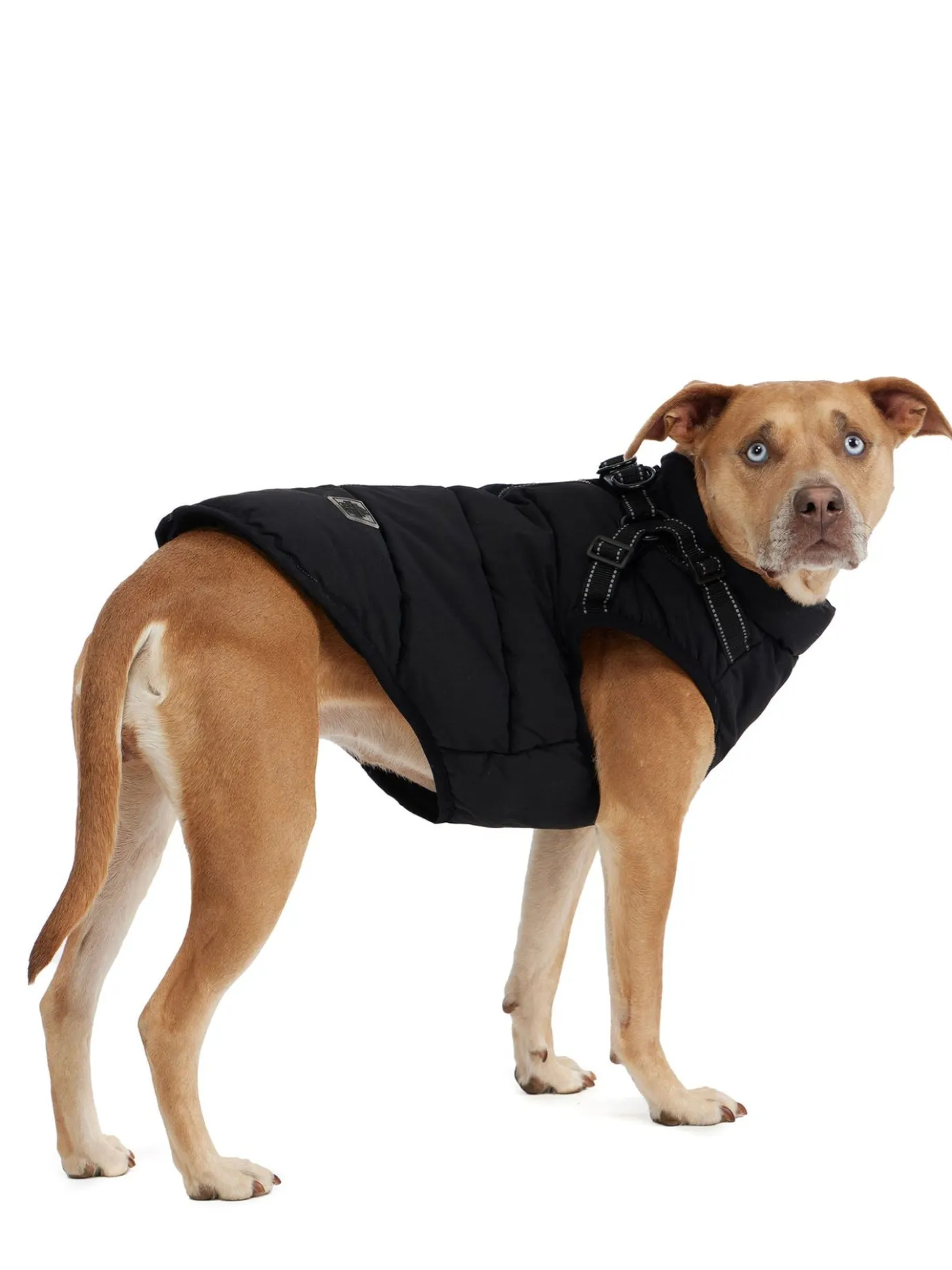 Store Atlas Manteau Avec Harnais Ajustable Pour Chiens Pup Manteaux Pour Chiens