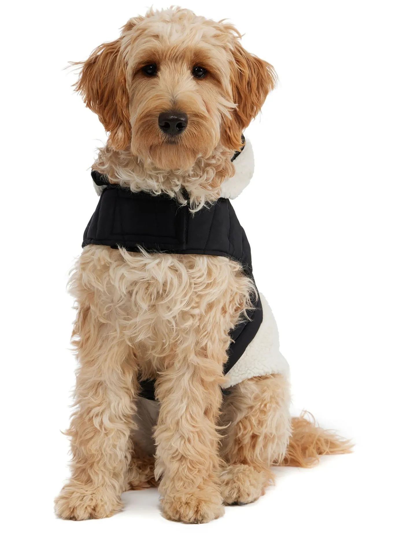 Best Sale Loki Manteau Avec Capuchon Pour Chiens Pup Manteaux Pour Chiens