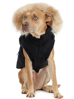 Cheap Zeus Manteau Pour Chiens Avec Contour En Fausse Fourrure Pup Manteaux Pour Chiens